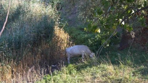 Sequence 01 Stock Footage 129445700