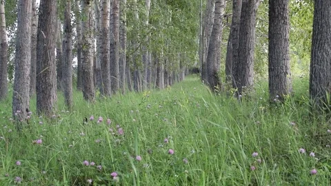 Sequence 02 1 Video stock 78088435