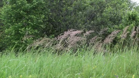 Sequence 02 10 Video stock 78088482