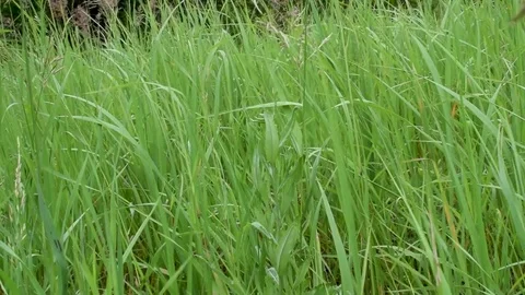 Sequence 02 12 Video stock 78088473