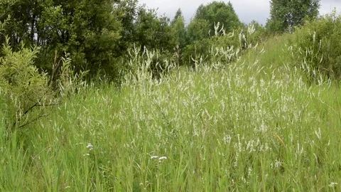 Sequence 02 13 Video stock 78088495