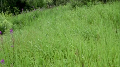 Sequence 02 14 Video stock 78088513