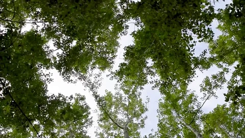 Sequence 02 2 Stock Footage 78088545
