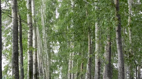 Sequence 02 3 Video stock 78088537