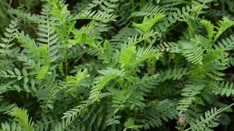 Sequence 02 4 Video stock 78088562