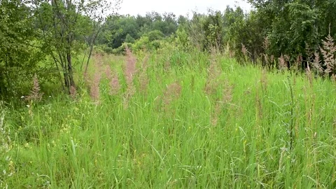 Sequence 02 5 Stock Footage 78088570