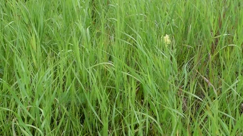 Sequence 02 7 Stock Footage 78088596