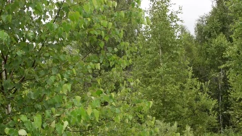 Sequence 02 9 Video stock 78088641