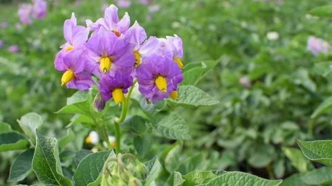 Sequence 02 Stock Footage 78088408