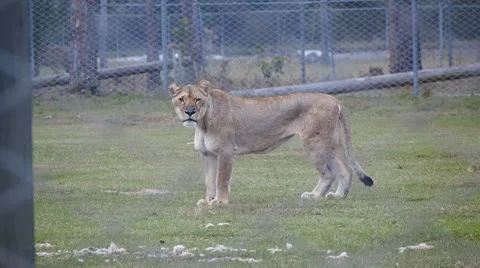 Sequence 03 스톡 동영상 24466155