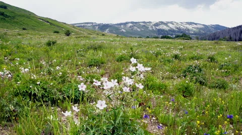 Sequence 08-White wild flowers in the wind-HD P-2574 Stock Footage 40067218