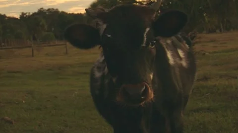 Sequence 15-cows Stock Footage 8535397