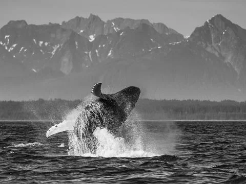 Sequence 2, Breaching Whale, Humpback Whale (Megaptera novaeangliae) jumps above Stock Photos