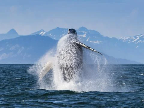 Sequence 3, Breaching Whale, Humpback Whale (Megaptera novaeangliae) jumps above Stock Photos