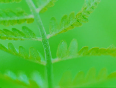 Sequence: Abstract overexposed ferns with early morning dew (16mm, Ektachtrome) 動画素材 254439037