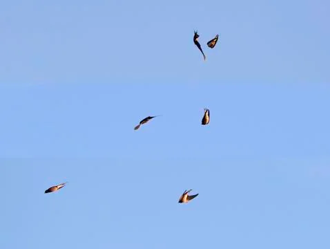 Sequence of barn swallow (Hirundo rustica) flight shots 写真素材