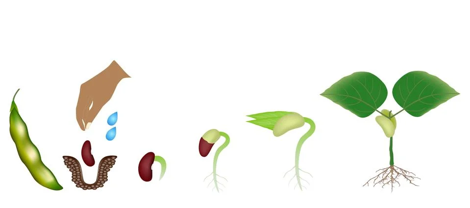 Sequence of a bean plant growing isolated on white Stock Illustration