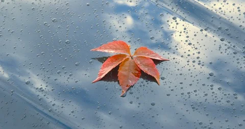 Sequence - beautiful autumn leaves lying on the polished bonnet of a car 스톡 동영상 109120437
