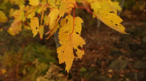 Sequence of Beautiful Maine Fall Foliage Details Stock Video Vídeos de archivo 38262565