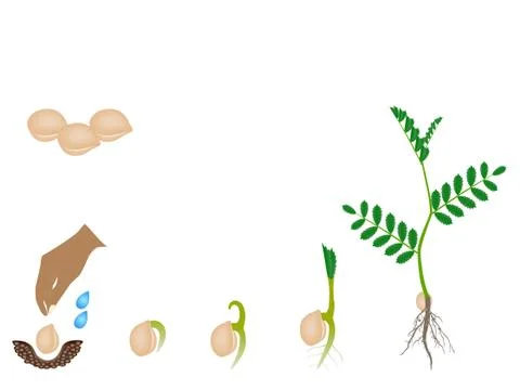 Sequence of a chickpea plant growing isolated on white Stock Illustration
