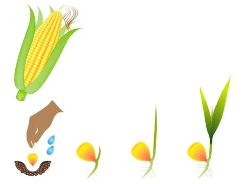 Sequence of a corn plant growing isolated on white Stock Illustration
