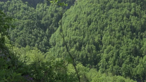 Séquence depuis le sol de la forêt puis vue au loin vers un village Stock Footage 193987585