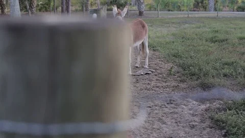 Sequence of Donkey with Fence Pole Stock Footage 74280585