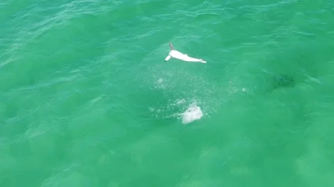 Sequence of drone view of Spinner shark jumping Stock Footage 218633081