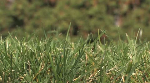 Sequence of grass Stock Footage 11140662