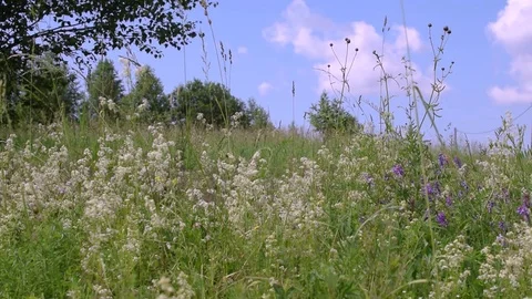 Sequence grass Video stock 78088671