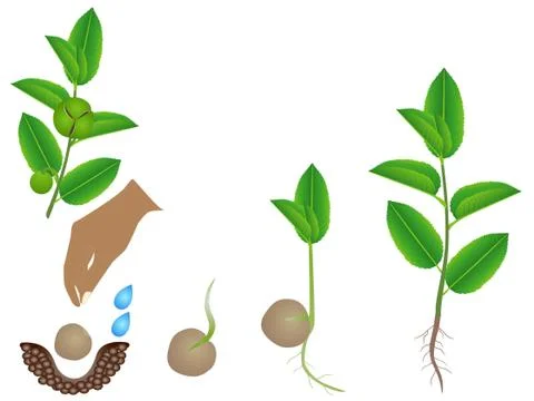 Sequence of green tea (camellia sinensis) plant growing isolated on white Stock Illustration