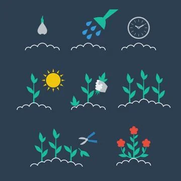 Sequence of growing a plant Illustrazione stock