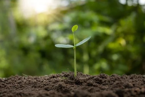 The sequence of growth and development of a plant or tree growing from the .. Stock Photos