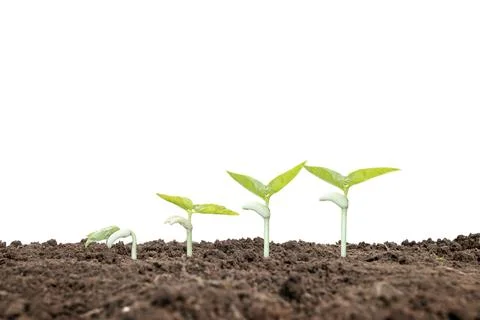 The sequence of growth and development of a plant or tree growing from the .. Stock Photos
