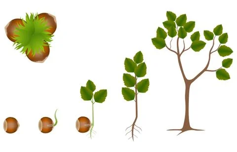 Sequence of hazelnut growing isolated on white Stock Illustration