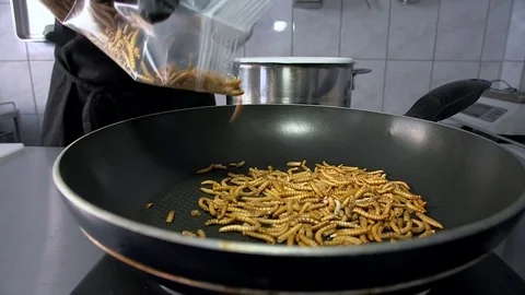 Sequence of insects as food Stock Footage 83519556