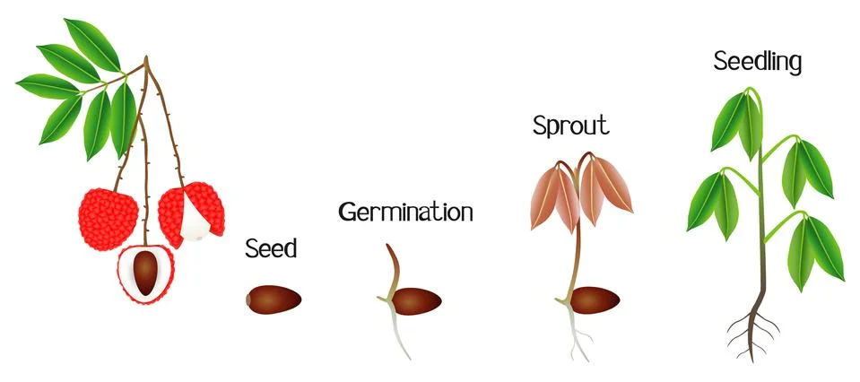 Sequence of a lychee plant growing isolated on white Stock Illustration