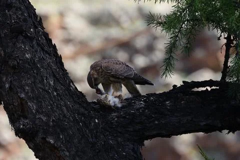A sequence of the meal of a small bird of prey, Mongolia Stock Photos