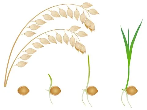 Sequence of millet plant growing isolated on white Stock Illustration