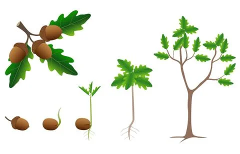 Sequence of a oak tree growing isolated on white Stock Illustration