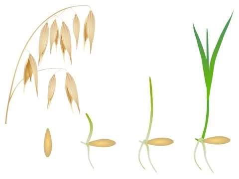 Sequence of oat plant growing isolated on white Stock Illustration