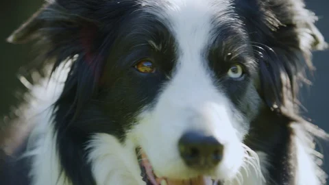 Sequence of odd eyed Border Collie dog breathing on warm and sunny day Stock Footage 129311966