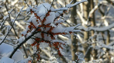 Sequence of orange berries under snow Stock Footage 622823