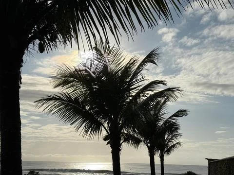 Sequence of palm trees against the sun Stock Photos