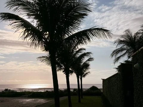 Sequence of palm trees at dawn Stock Photos