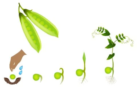 Sequence of a pea plant growing isolated on white Stock Illustration