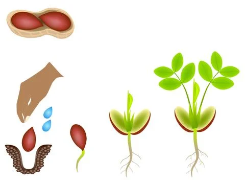 Sequence of a peanut plant growing isolated on white Stock Illustration