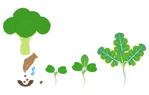 Sequence of a plant of a broccoli growing isolated on white Stock Illustration