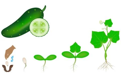 Sequence of a plant of a cucumber growing isolated on white Stock Illustration