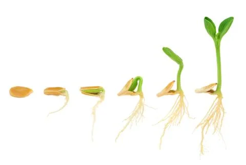 Sequence of pumpkin plant growing isolated, evolution concept Stock Photos